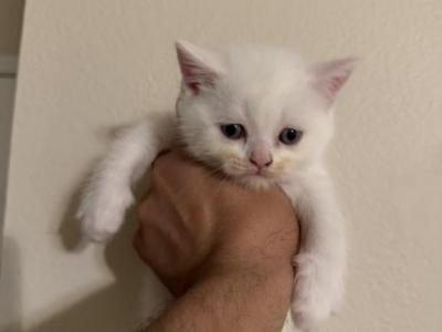 Kittens - Scottish Straight - Gallery Photo #1