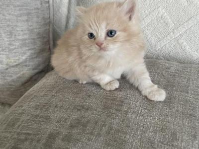 Simba - Persian - Gallery Photo #1