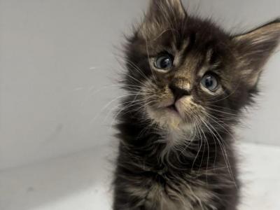 Ella - Maine Coon - Gallery Photo #1