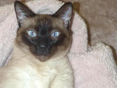 Nikola - Siamese - Gallery Photo #1