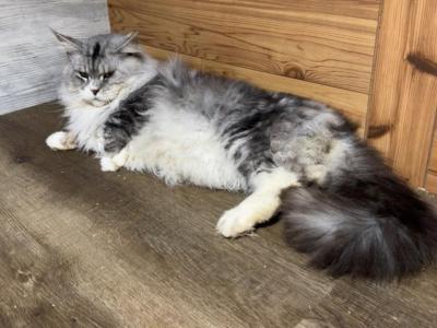 Finn - Maine Coon - Gallery Photo #1