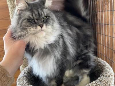 Bobbi Polydactyl - Maine Coon - Gallery Photo #1