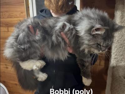 Bobbi Polydactyl - Maine Coon - Gallery Photo #1