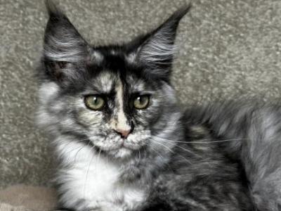 Emiliya - Maine Coon - Gallery Photo #1