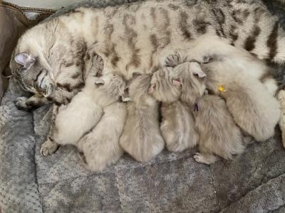 Highlander Kittens - Highlander - Gallery Photo #1