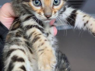 Jag - Bengal - Gallery Photo #1