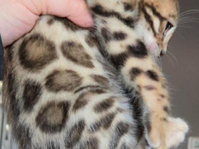Leo - Bengal - Gallery Photo #1