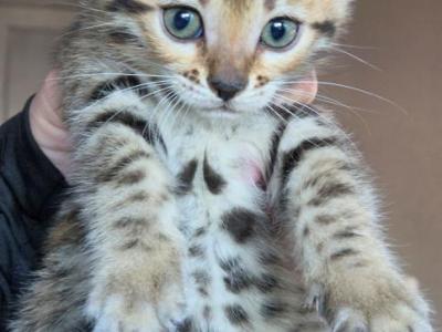 Cheetah - Bengal - Gallery Photo #1