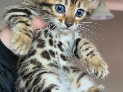 Goldie - Bengal - Gallery Photo #1