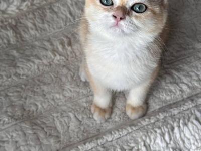 British Kitten - British Shorthair - Gallery Photo #1