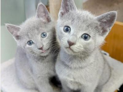 Russian Blue For You - Russian Blue - Gallery Photo #1