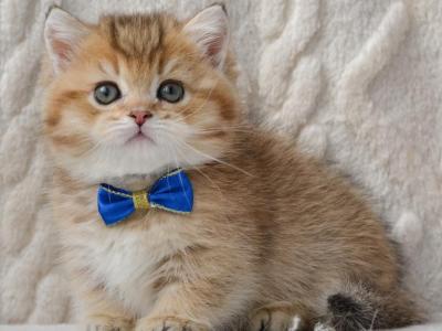 Benny - Munchkin - Gallery Photo #1