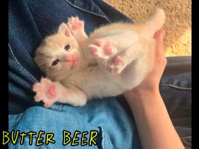 Persian American Short Hair Kittens - Persian - Gallery Photo #1