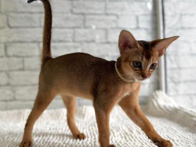Honey - Abyssinian - Gallery Photo #1