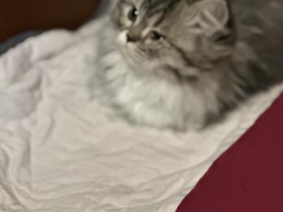 Tigger - Domestic - Gallery Photo #1