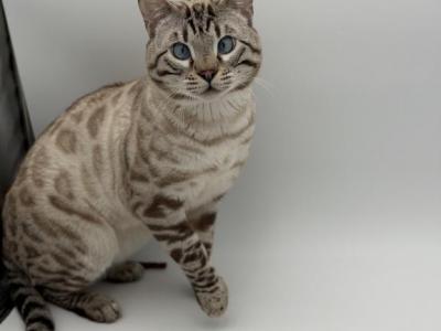 Legend - Bengal - Gallery Photo #1