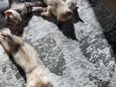 Bengalsdream - Bengal - Gallery Photo #1