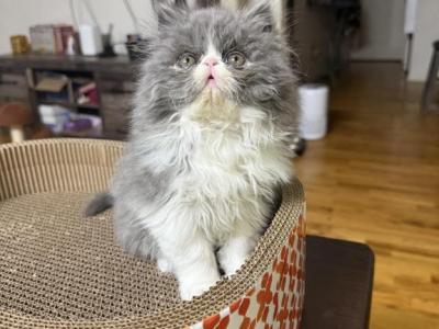 Cosmo - Persian - Gallery Photo #1