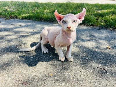 D Litter - Sphynx - Gallery Photo #1