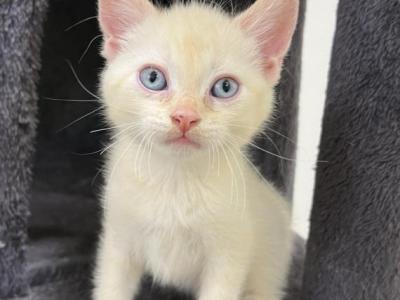Surprise - Ragdoll - Gallery Photo #1