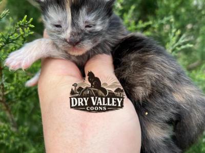 High Shaded Silver Tortoise - Maine Coon - Gallery Photo #1