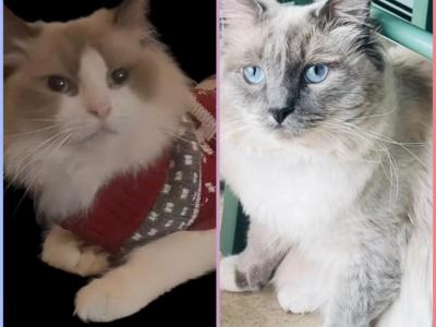 Kats Ravishing Ragdolls May Ragdoll Kittens Due - Ragdoll - Gallery Photo #1