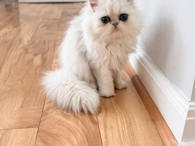 Pineapple Jr - Persian - Gallery Photo #1