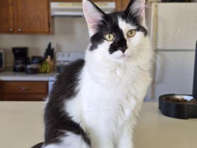Split Face - Maine Coon - Gallery Photo #1