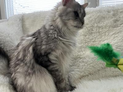 RACINE SPAYED ADULT MAINE COON - Maine Coon - Gallery Photo #1