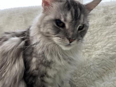 RACINE SPAYED ADULT MAINE COON - Maine Coon - Gallery Photo #1