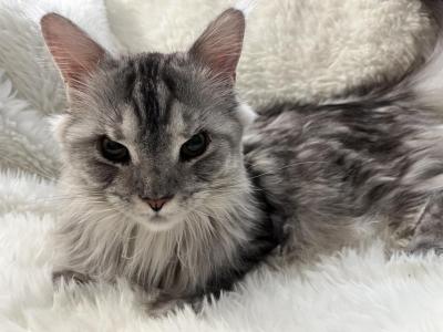 RACINE SPAYED ADULT MAINE COON - Maine Coon - Gallery Photo #1