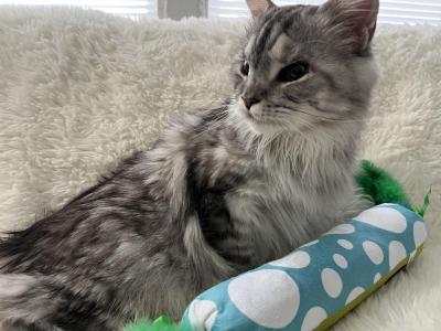 RACINE SPAYED ADULT MAINE COON - Maine Coon - Gallery Photo #1