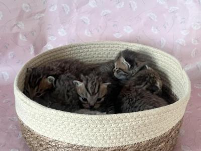 Scottish Fold Or Straight Kittens - Scottish Fold - Gallery Photo #1