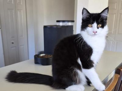 Oji - Maine Coon - Gallery Photo #1