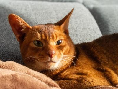 Peter - Abyssinian - Gallery Photo #1
