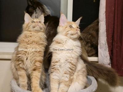 Litter L Also Listed Individually - Maine Coon - Gallery Photo #1