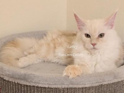 Lainey Red Smoke - Maine Coon - Gallery Photo #1