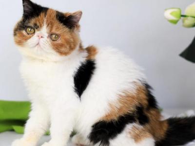 Sansara - Exotic - Gallery Photo #1