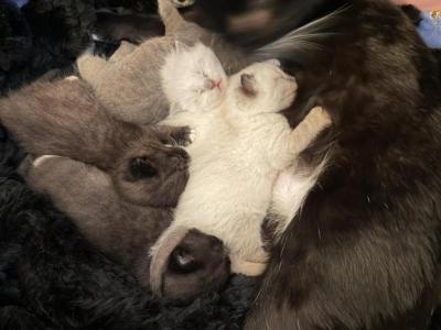 Нет - Scottish Fold - Gallery Photo #1