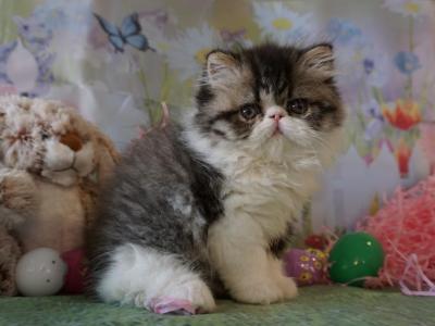 Pommelee     Exotic Longhair - Persian - Gallery Photo #1
