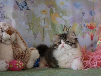 Pommelee     Exotic Longhair - Persian - Gallery Photo #1