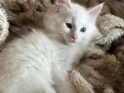 Qadr - Maine Coon - Gallery Photo #1