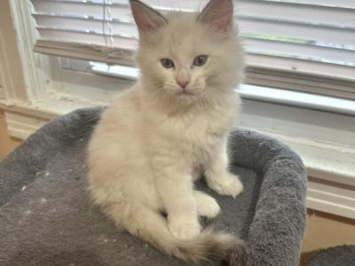 Ash - Maine Coon - Gallery Photo #1