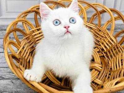 Coco - Persian - Gallery Photo #1