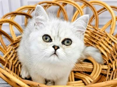 Kai - Persian - Gallery Photo #1