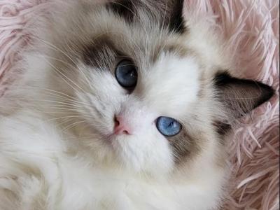 Chanel - Ragdoll - Gallery Photo #1