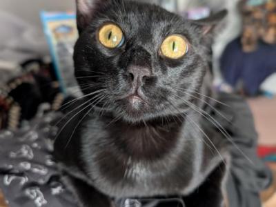 Mako - Domestic - Gallery Photo #1