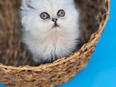Lilly - Persian - Gallery Photo #1