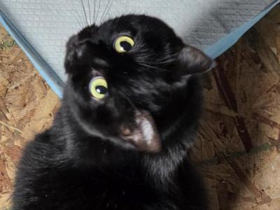 Bastet - Domestic - Gallery Photo #1