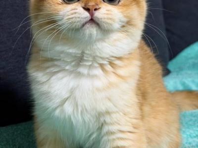 Lucy - British Shorthair - Gallery Photo #1